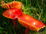 Scarlet Waxcap (03)
