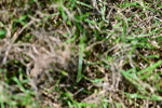 SBM_10067
