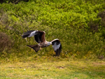 Red Kite