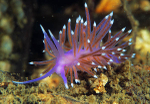 Edmundsella pedata