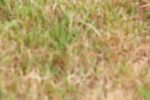 SBM_08410