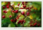 Malus toringo var. sargentii
