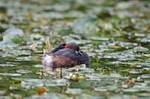 Little Grebe