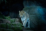 Amu rLeopard - RLP_0294