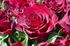 Flower - 3440