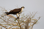 Osprey & fish in tree top, Blue Cypress Lake, Florida