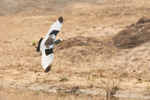 Yellow-wattled Lapwing