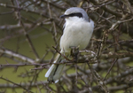 Northern Grey Shrike