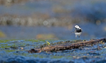 Pied Wagtail - Motacilla alba