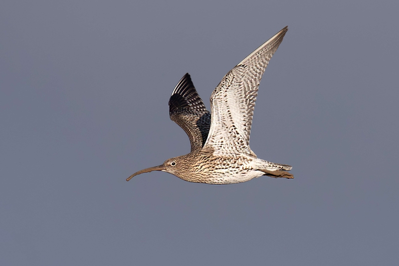 Eurasian Curlew - Dee Estuary - North Wales