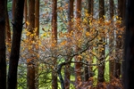 woodland lumen