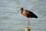 Glossy Ibis