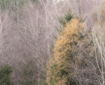 P586