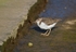 Spotted Sandpiper