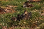 Eider ducks 2221