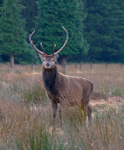Red Deer Stag