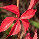 Virginia creeper (Parthenocissus quinquefolia) - Podere Montecucco autumn colour in the garden