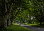 Beech Avenue Badbury Rings
