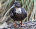 Mallard