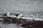 Great Black-backed Gulls