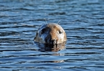 Atlantic Grey Seal