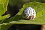 Snail on Leaf