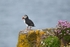 Puffin