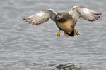 Gadwall (Anas strepera) portfolio
