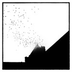 Birds 1
