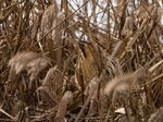 Bittern