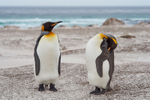 King Penguin Sleeping