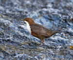 Dipper - Cinclus cinclus