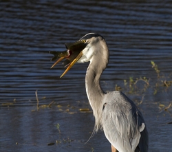 Great Blue Heron _0048