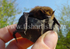A Somerset Bat.