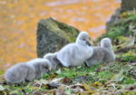 Four cute Black Swan Cygnets at Dawlish