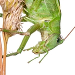 Bush Cricket (Tettigonia cantans)  MYN
