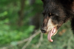 Black Bear with tongue out, Minnesota, USA