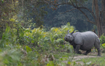 Rhino