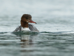 Goosander swimming, head-on, Farmoor Reservoir