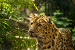 Amur Leopard - Crispin