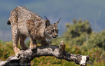 Iberian Lynx female