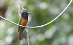 Black-headed bee-eater