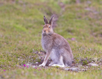Cairngorms portfolio