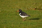 Oystercatcher