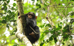 Young chimp