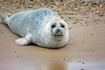 Common Seal