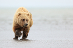 Brown Bear at low tide, Silver Salmon Creek, Lake Clark, Alaska
