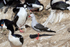 Dolphin Gull and Imperial Shags, Carcass Island, Falklands