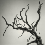 Dead Tree Horsforth in BLack & White