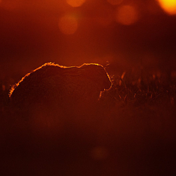 Brown Hare